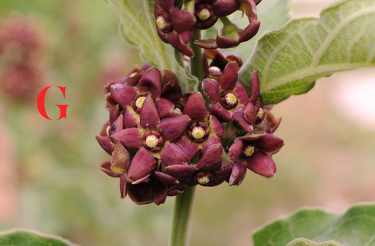 Mengenal Ekstrak Cynanchum Atratum, Herbal Korea yang Efektif Atasi Jerawat